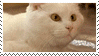 cat mouse