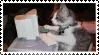 cat in the computer